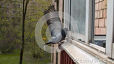 Doves pecking seeds on the window sill Stock Photo