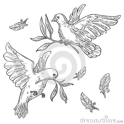 Doves or pigeons with olive branch or twig in beak isolated sketches Vector Illustration