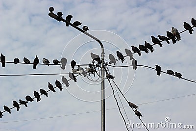 Doves sitting on wires and lamppost against cloudy sky Stock Photo