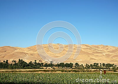 Poppy fields with farmers near Dowlatyar in Ghor Province, Afghanistan Stock Photo