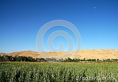 Poppy fields with moon in the sky near Dowlatyar in Ghor Province, Afghanistan Stock Photo