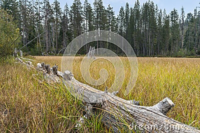 Downed log in a Meadow Stock Photo