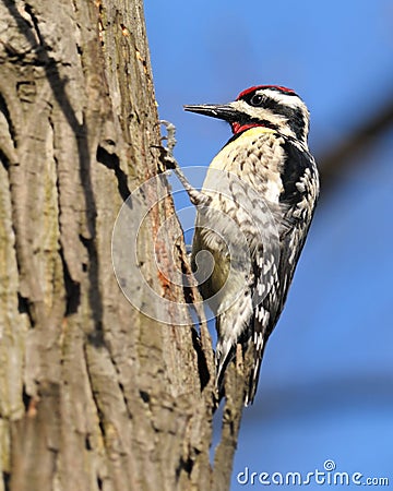 Downey Woodpecker Stock Photo