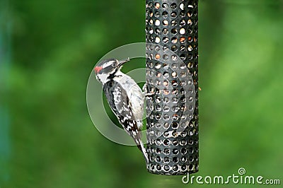 Downey Woodpecker Stock Photo