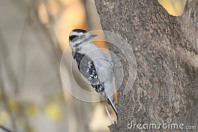 A downey woodpecker perched on a bracnh with fall colors in the background Stock Photo