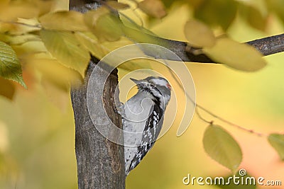 A downey woodpecker perched on a bracnh with fall colors in the background Stock Photo