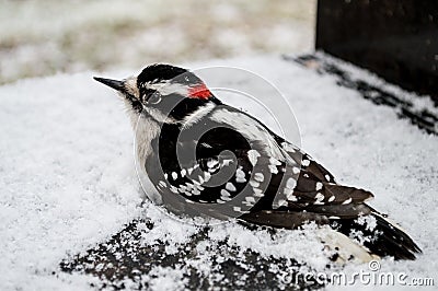 Downey Woodpecker in the snow Stock Photo