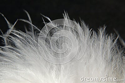 Downy Feathers 1 Stock Photo