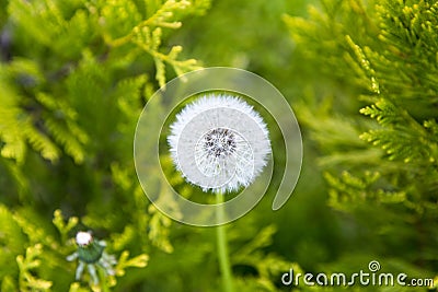 Downy ripe seed head of the dandelion closeup Stock Photo