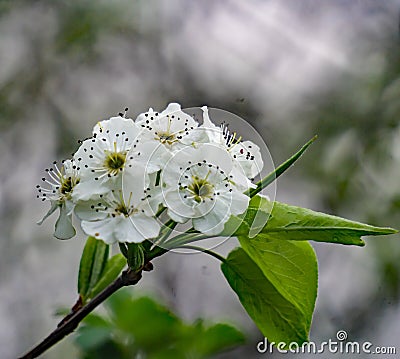 Cluster of Downy Serviceberry Flowers Stock Photo