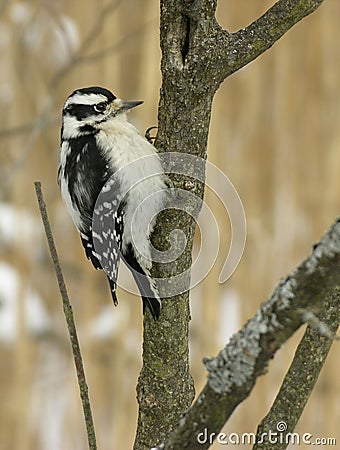 Downy Woodpecker 1 Stock Photo
