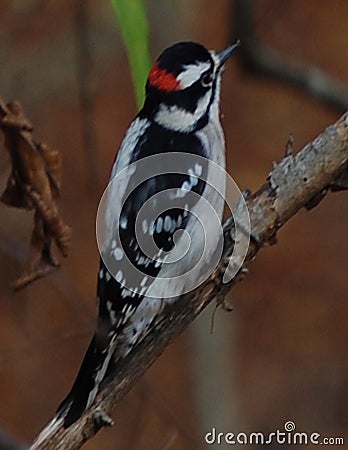 Downy Woodpecker Stock Photo