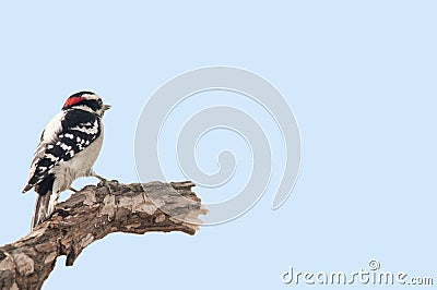 Downy woodpecker Stock Photo