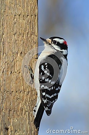 Downy Woodpecker Stock Photo