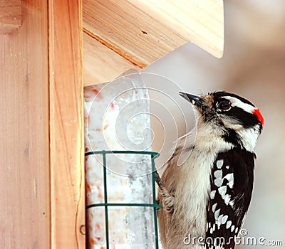 Downy Woodpecker Stock Photo