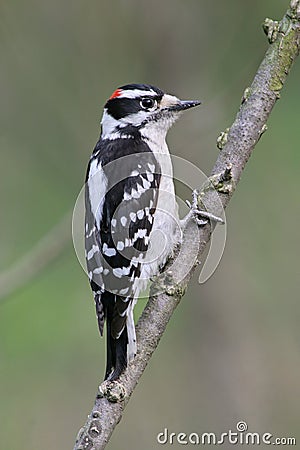 Downy Woodpecker Stock Photo