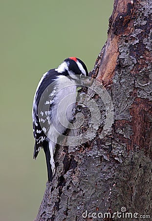 Downy Woodpecker Stock Photo