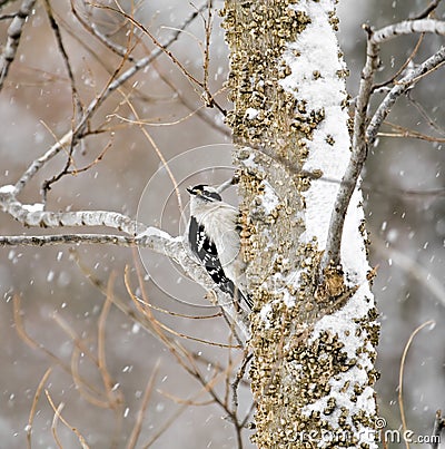 Downy Woodpecker Stock Photo