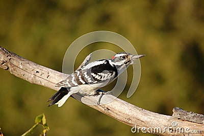 Downy Woodpecker Stock Photo