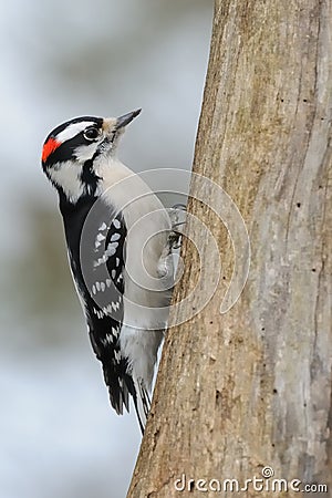 Downy Woodpecker Stock Photo