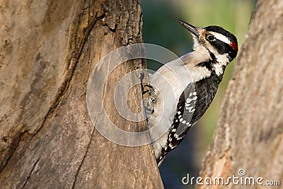 Downy woodpecker Stock Photo