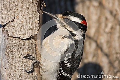 Downy woodpecker Stock Photo