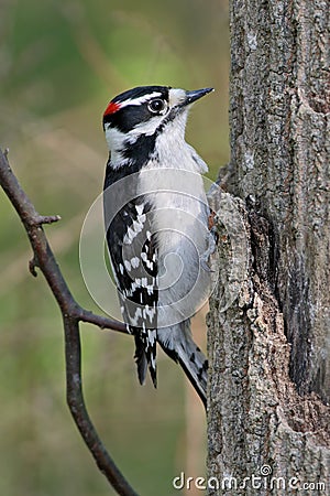 Downy Woodpecker Stock Photo