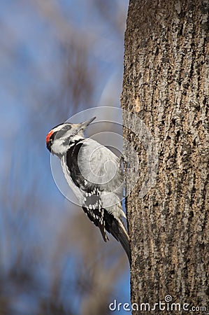 Downy woodpecker on an Ash tree in wintertime Stock Photo