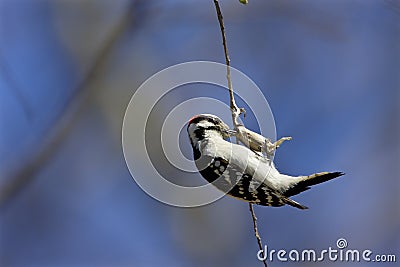 Downy Woodpecker at Cocoon 803603 Stock Photo