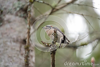 Downy Woodpecker feeding in forest Stock Photo