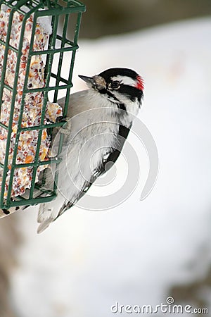 Downy Woodpecker Perched on Suet Feeder Stock Photo