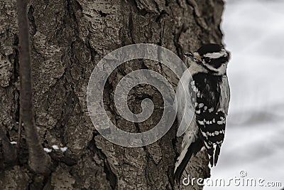 Downy Woodpecker perched on a tree Stock Photo