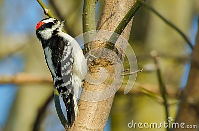 Downy woodpecker Stock Photo