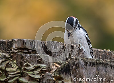 Downy Woodpecker at Tylee Marsh, Rosemere, Quebec, Canada Stock Photo