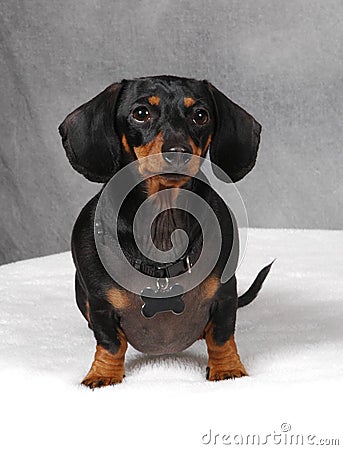 Doxie 3 Stock Photo