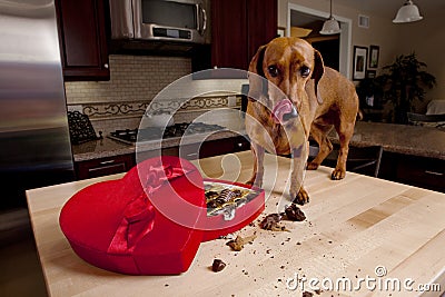 Doxie dog eating chocolates from heart shaped box Stock Photo