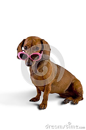 Doxie dog wearing pink sunglasses Stock Photo