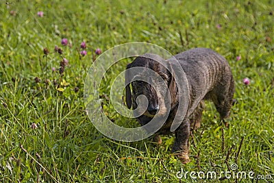 Doxie Stock Photo