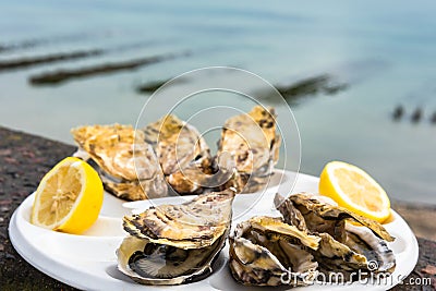 A dozen oysters on a plastic plate Stock Photo