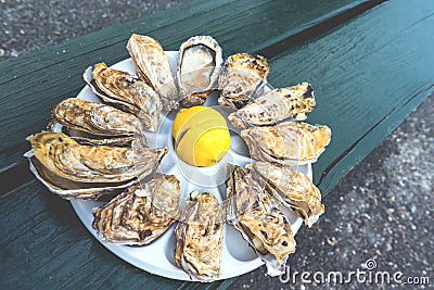 A dozen oysters on a plastic plate Stock Photo