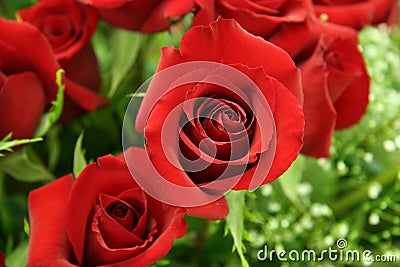 A dozen red roses Stock Photo