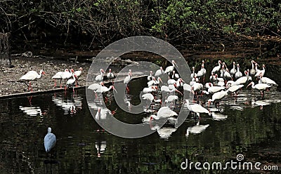 Dozens of Ibis Wading in Water Stock Photo