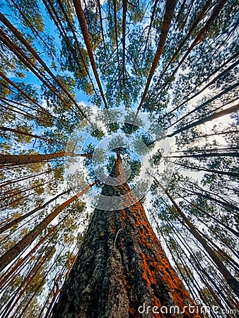 dozens of pine trees lined up Stock Photo