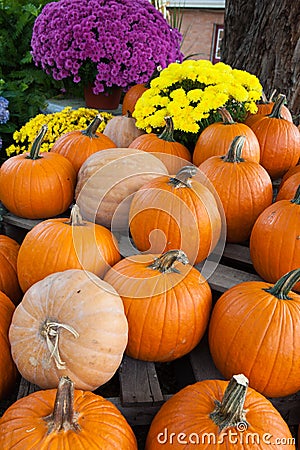Dozens of plump orange pumpkins and colorful mums Stock Photo
