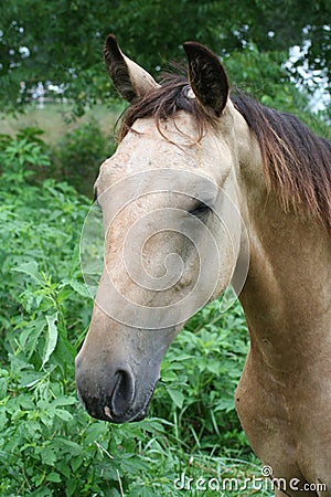 Dozing Buckskin Horse Stock Photo