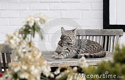 Dozing cat Stock Photo