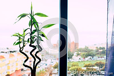 Dracaena braunii. Stock Photo