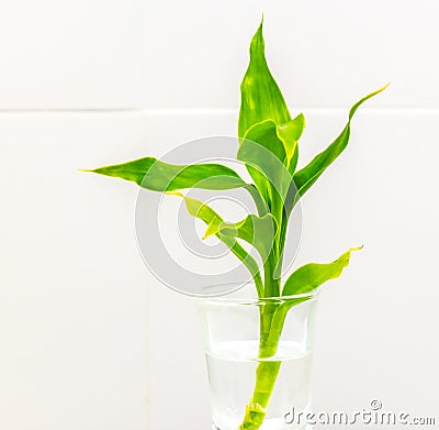 Dracaena braunii plants in flower glass Stock Photo