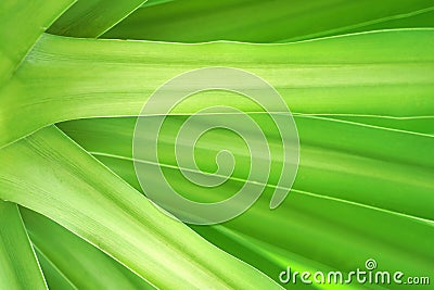 Dracaena cochinchinensis, green leaves pattern Stock Photo