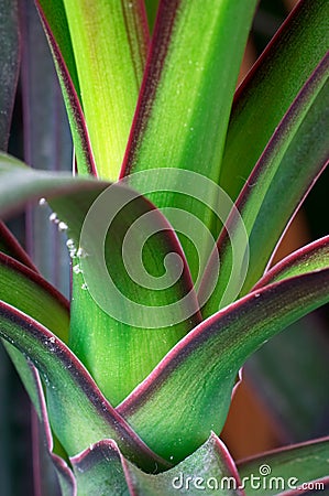 Dracaena draco (dragon tree) Stock Photo